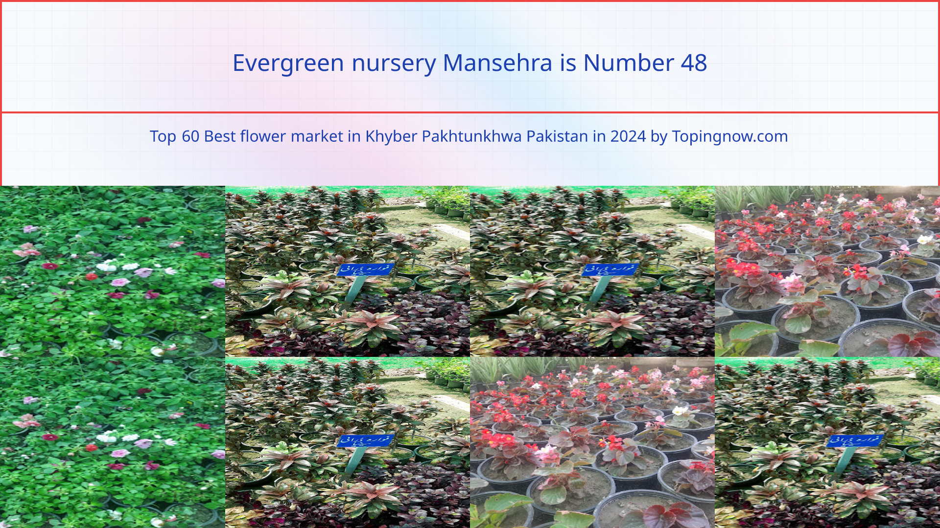 Evergreen nursery Mansehra: Top 60 Best flower market in Khyber Pakhtunkhwa Pakistan in 2024