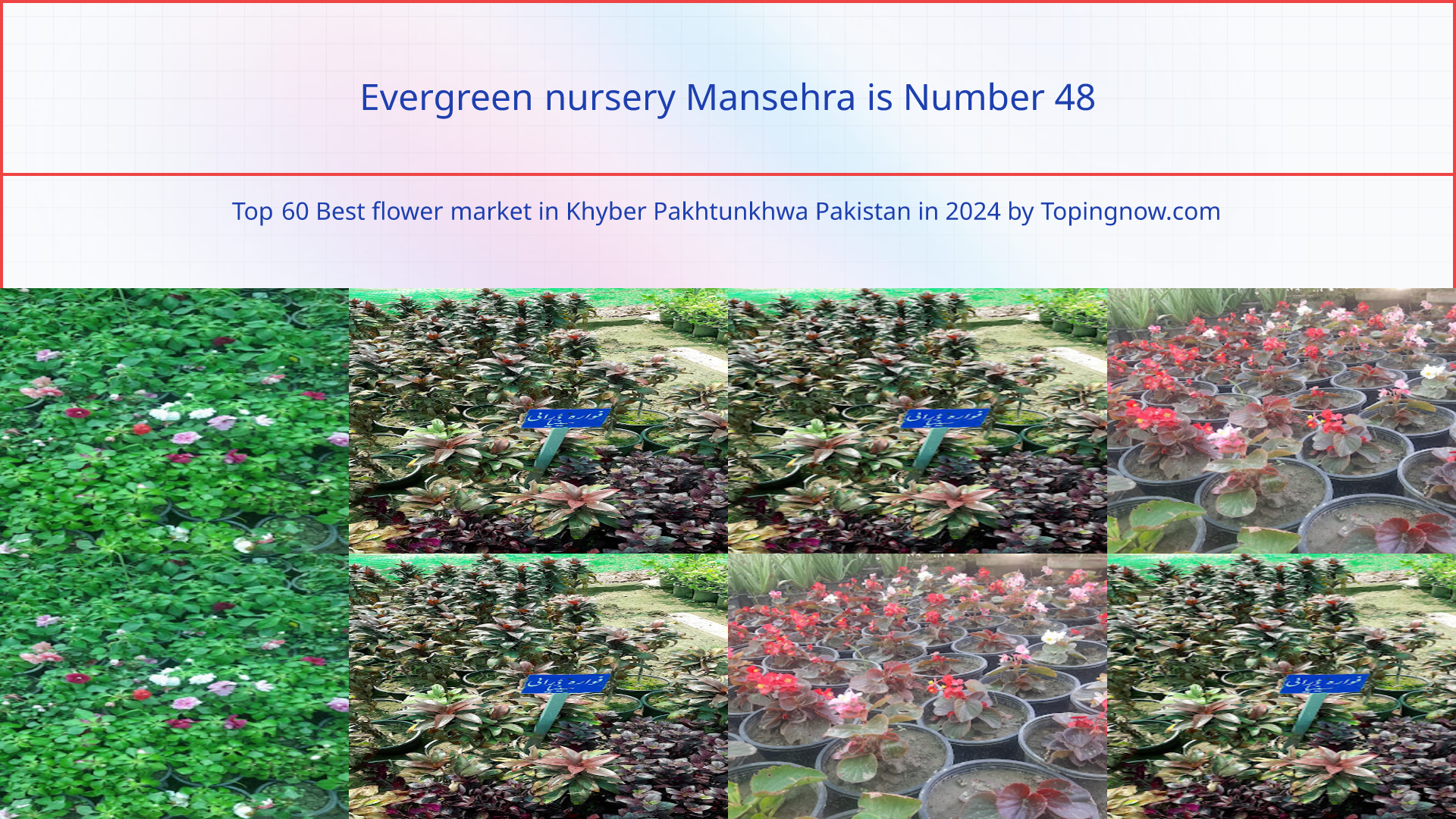 Evergreen nursery Mansehra: Top 60 Best flower market in Khyber Pakhtunkhwa Pakistan in 2025