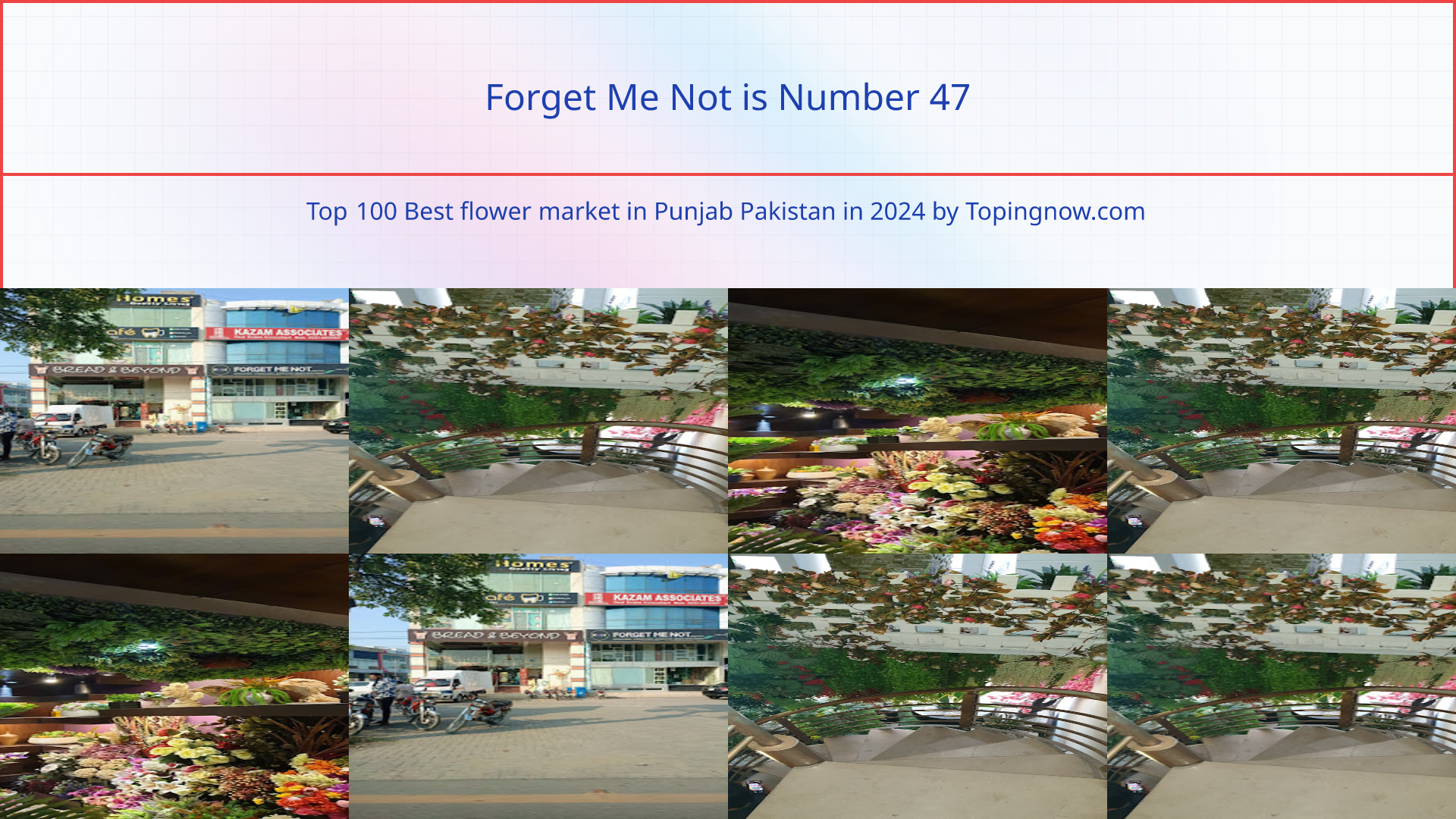Forget Me Not: Top 100 Best flower market in Punjab Pakistan in 2024
