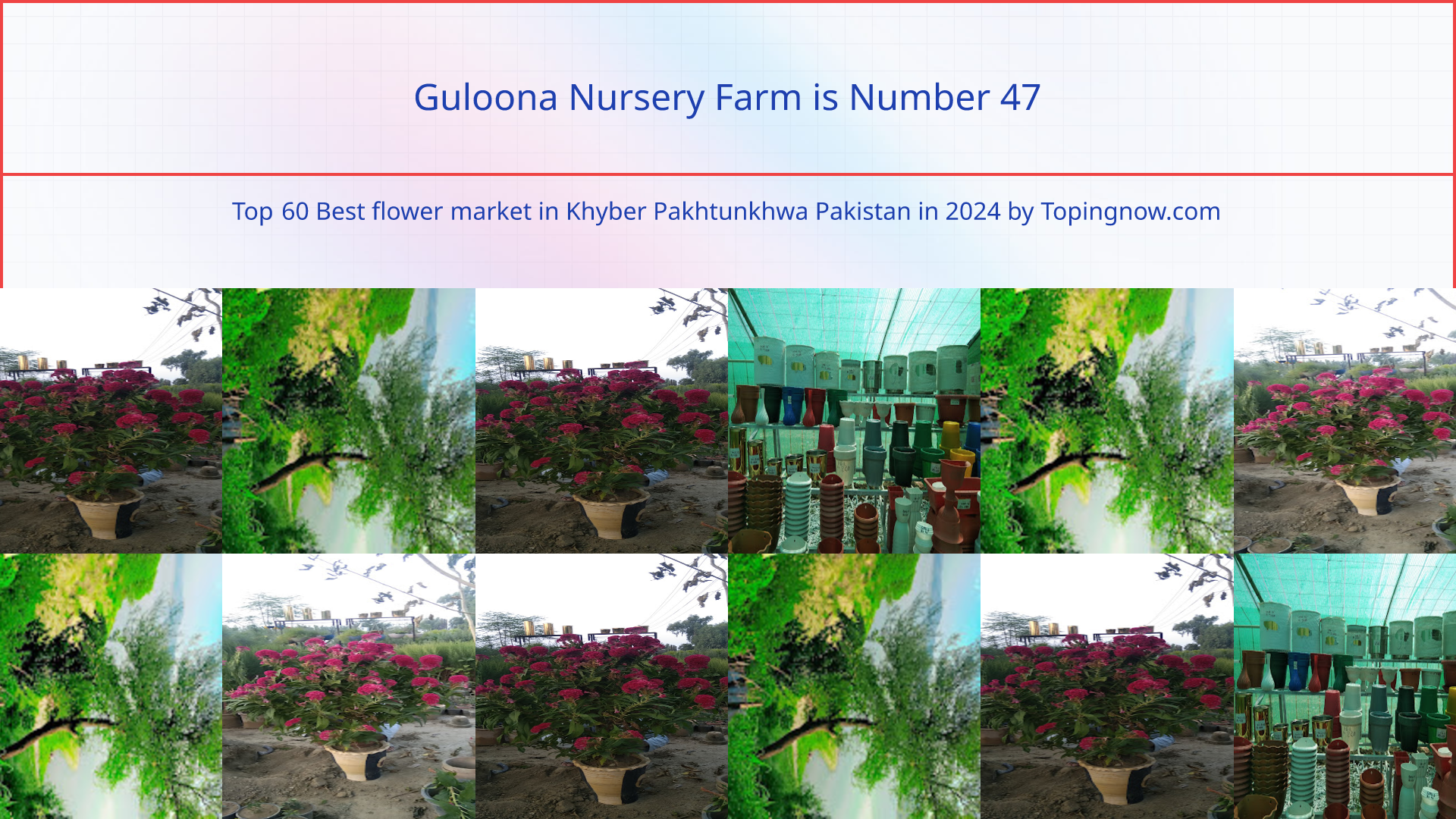 Guloona Nursery Farm: Top 60 Best flower market in Khyber Pakhtunkhwa Pakistan in 2024