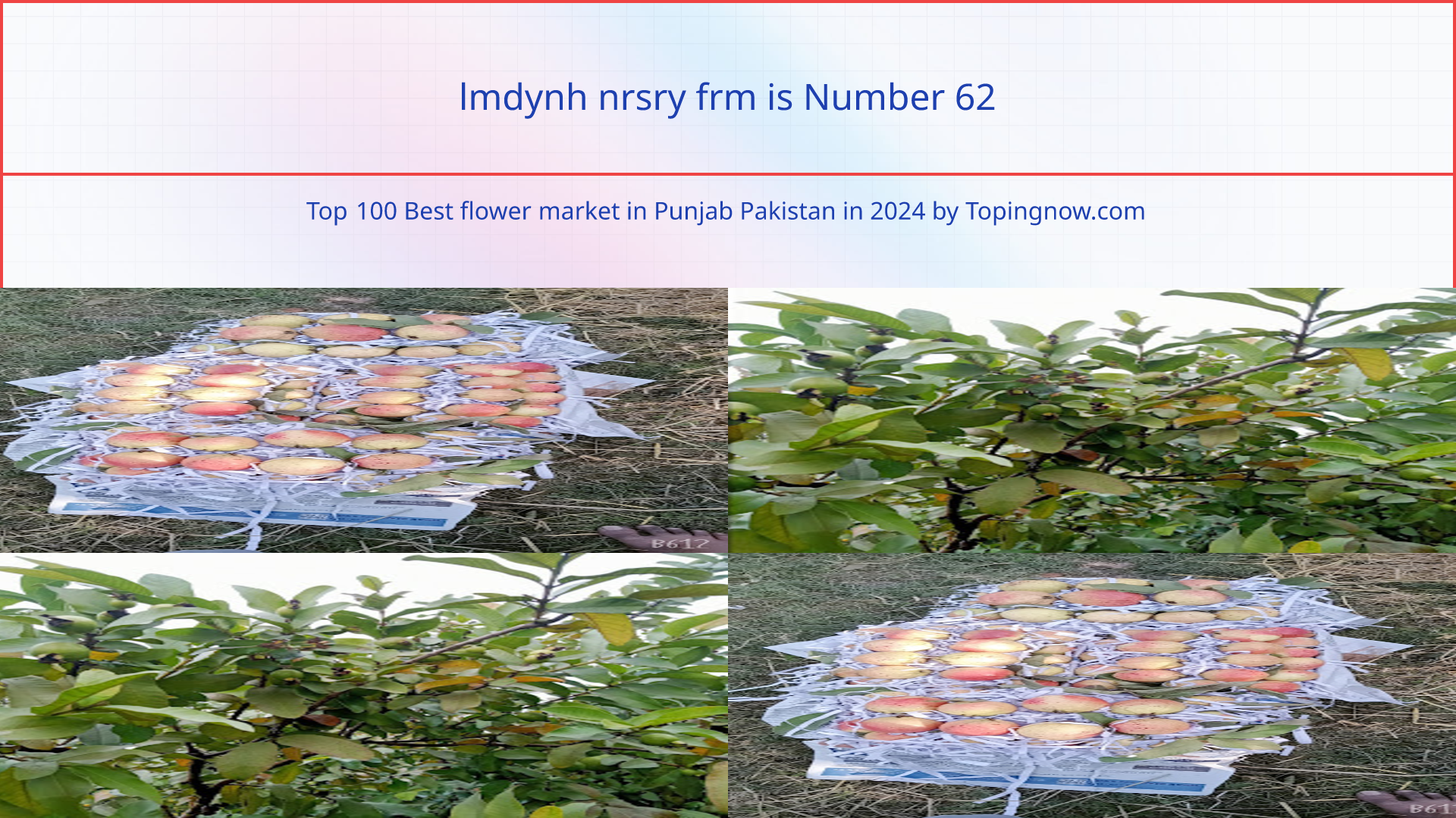 lmdynh nrsry frm: Top 100 Best flower market in Punjab Pakistan in 2025
